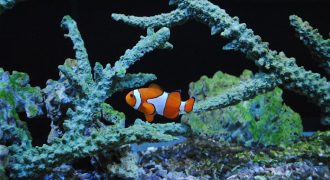 Exotic Fish and Pet Store – 29 Year History