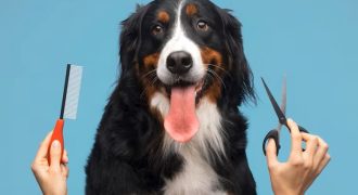 Dog Groomer and Boarding Kitsap County